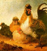 Aelbert Cuyp Rooster Hens oil on canvas